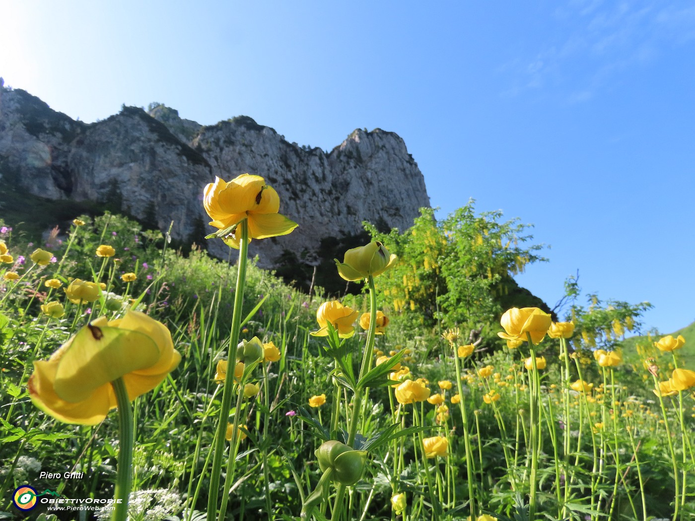 20 Trollius europaeus (Botton d'oro), con vista sul Torrione del Corno Branchino .JPG